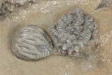 Fossil Crinoid Plate (Three Species) - Crawfordsville, Indiana #215821-5